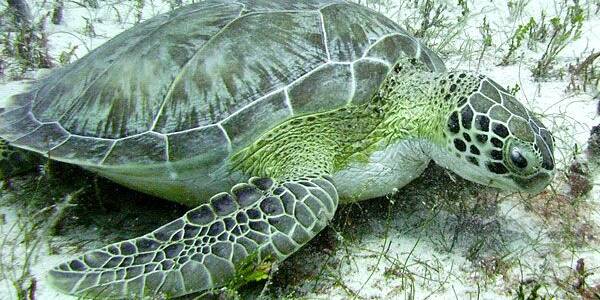 Sea turtles watching